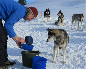 Tränken der Hunde mit Suppe...